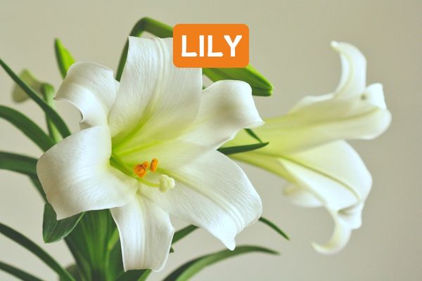 Lily Interior Smooth Primer