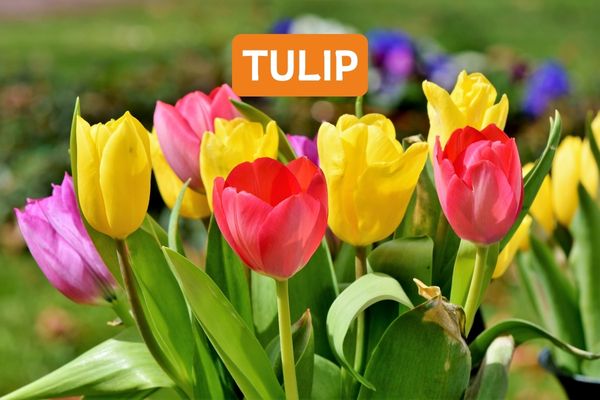 Tulip Interior Gold High Gloss