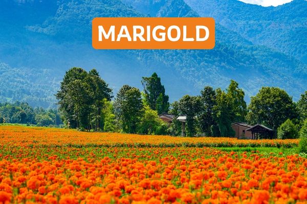 Marigold Exterior Matt