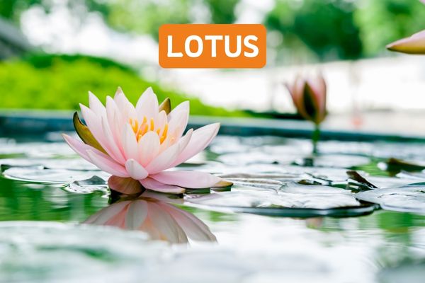 Lotus Roof & Wall Protector